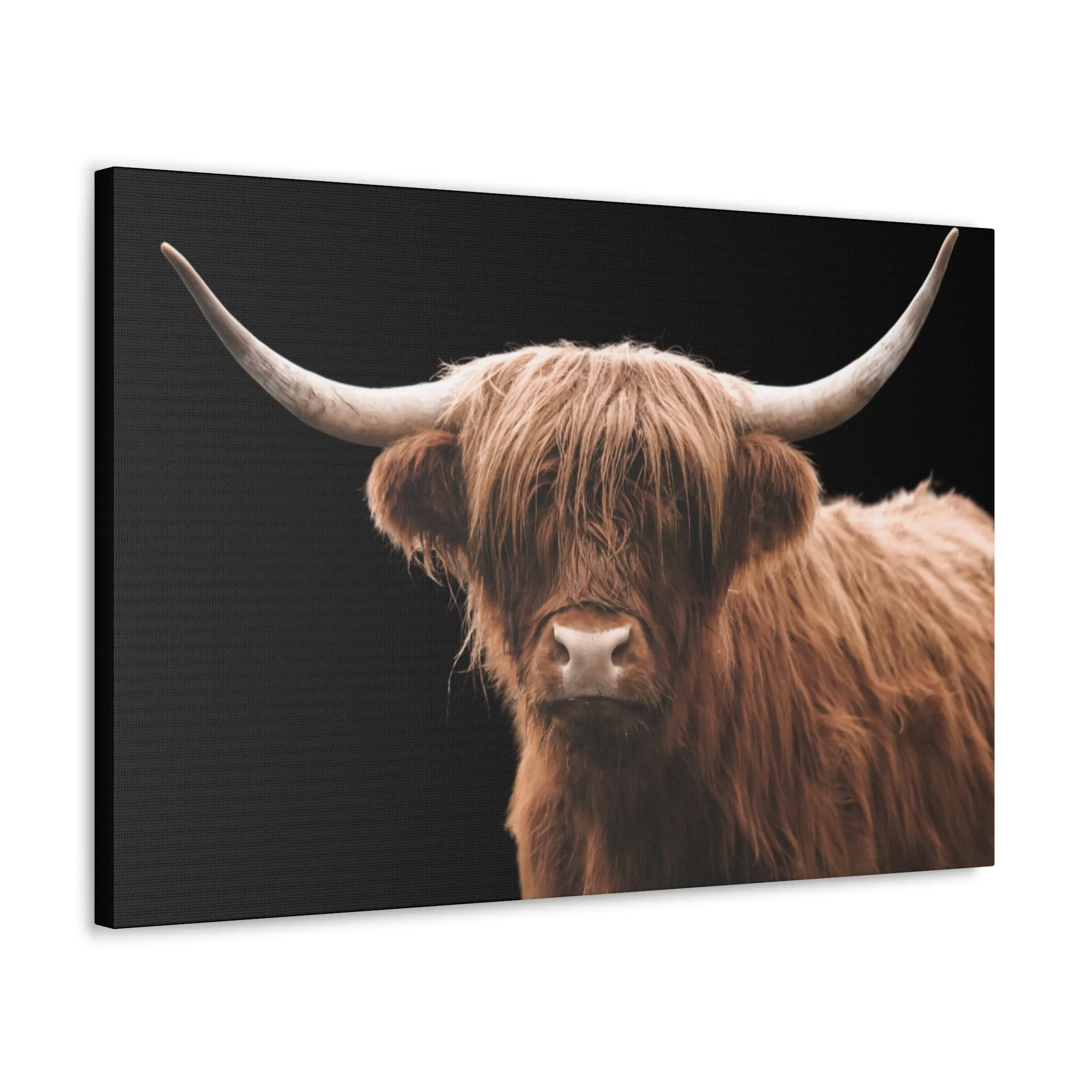 Canvas Gallery Wrap Highland Cattle Wall Art