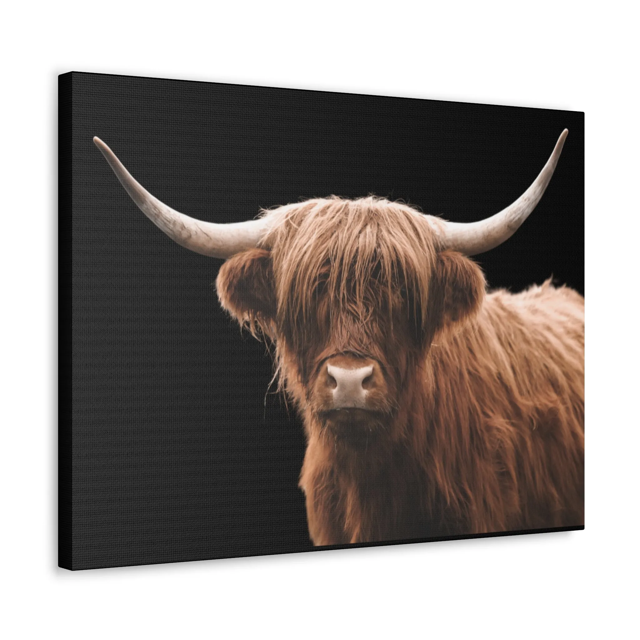 Canvas Gallery Wrap Highland Cattle Wall Art
