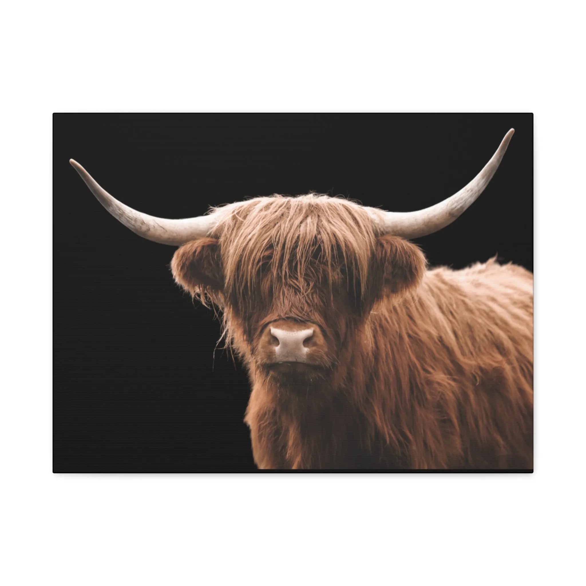 Canvas Gallery Wrap Highland Cattle Wall Art