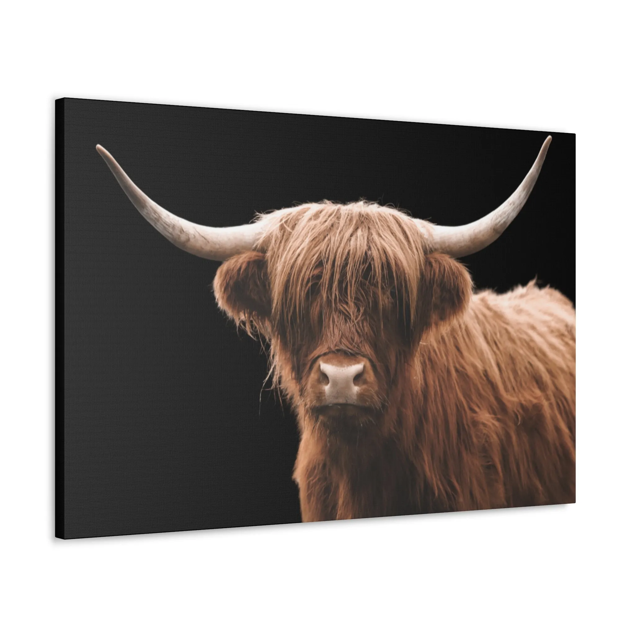 Canvas Gallery Wrap Highland Cattle Wall Art