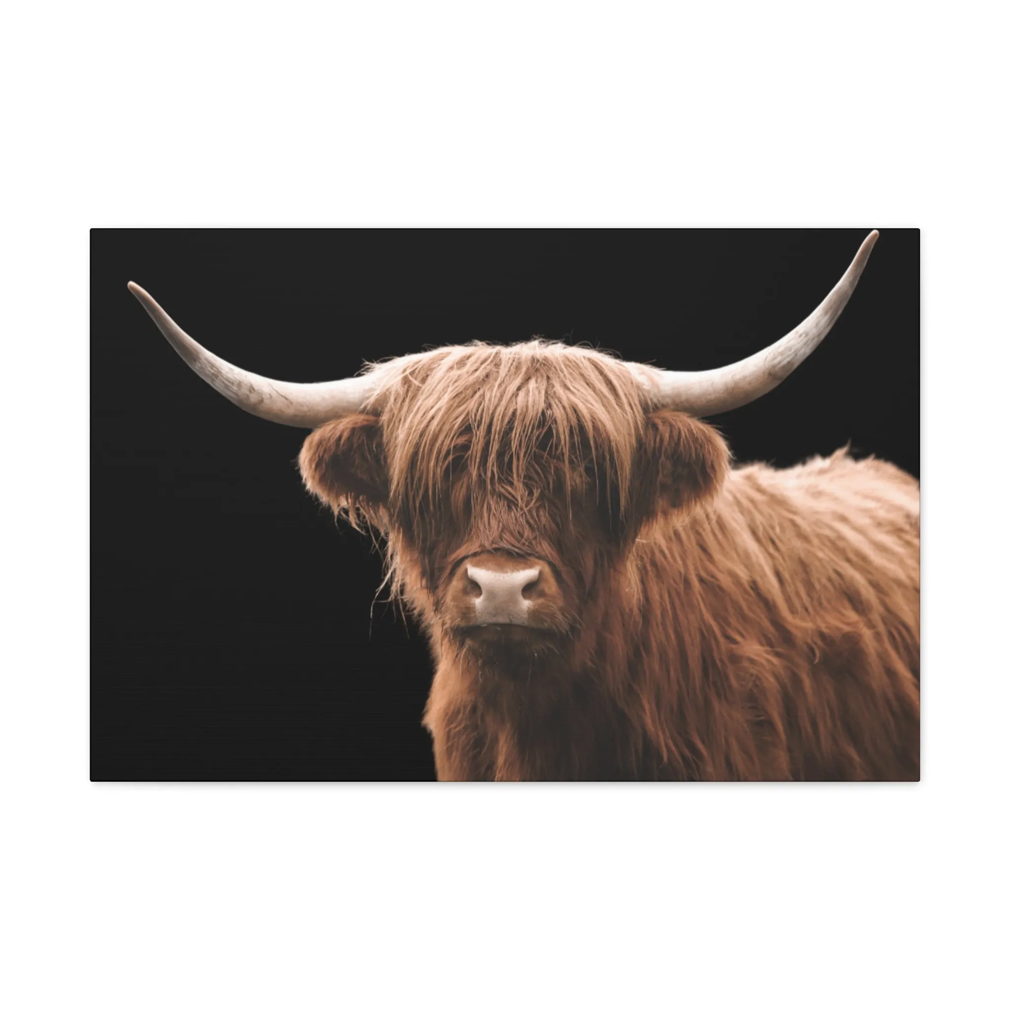 Canvas Gallery Wrap Highland Cattle Wall Art