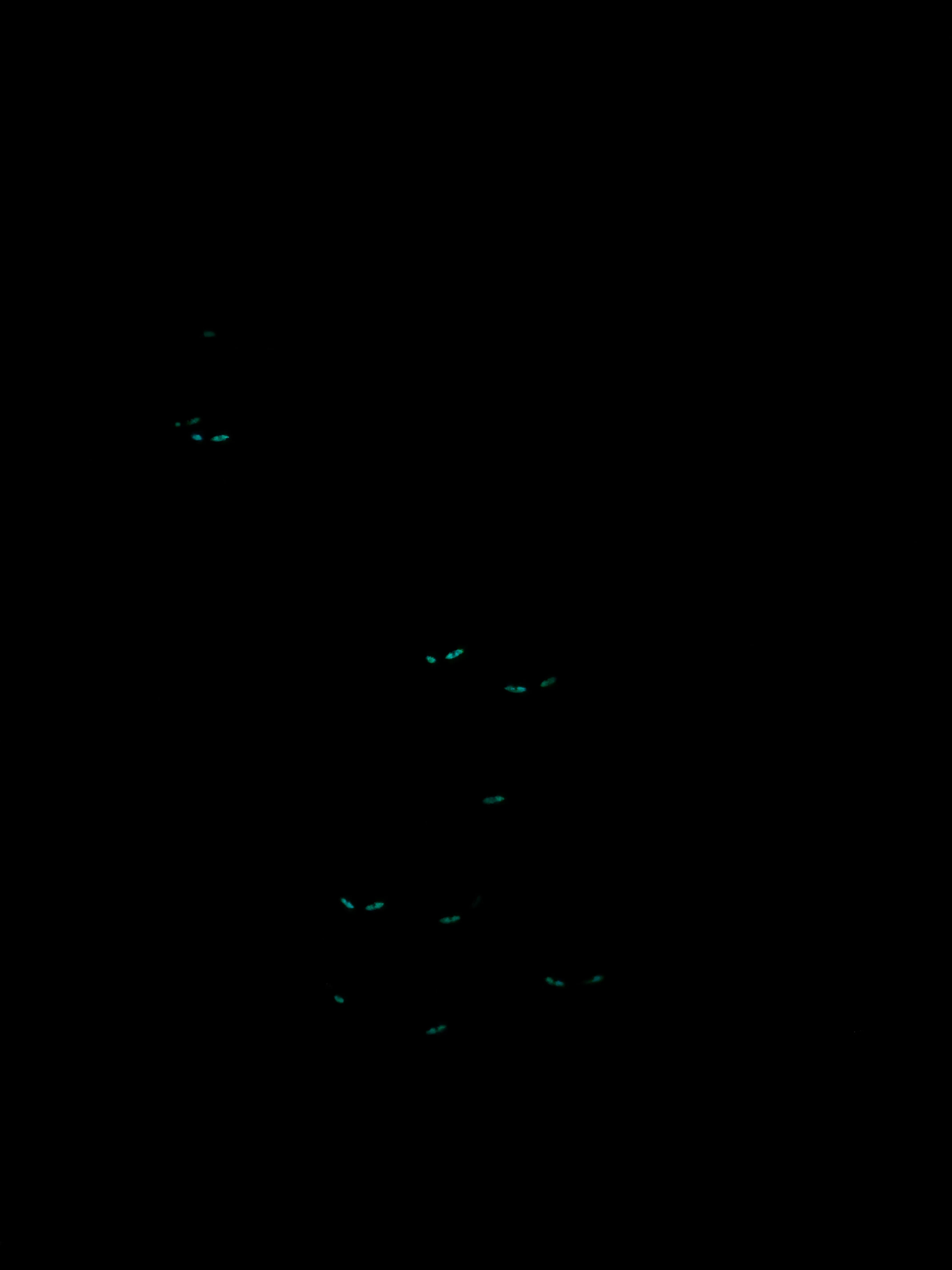Glow in the dark! White Polo Wraps with Mummy Accent - Horse Sized - Set of 4