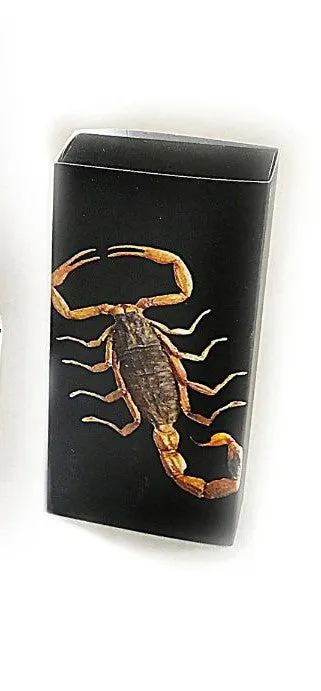 Real Black Scorpion Bracelet Glow In The Dark Real Nature Gift